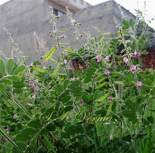  Plants